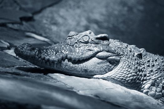 Muzzle of the crocodile close up