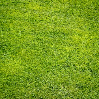 Green grass background, texture, pattern. Perfect as football, baseball field etc, Very high resolution.