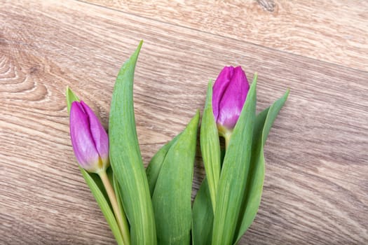 Violet tulips on a brown wooden background