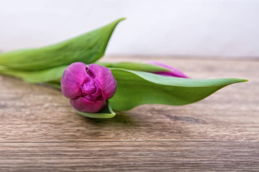 Violet tulip on a brown wooden background