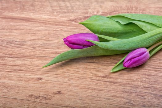 Violet tulips on a brown wooden background