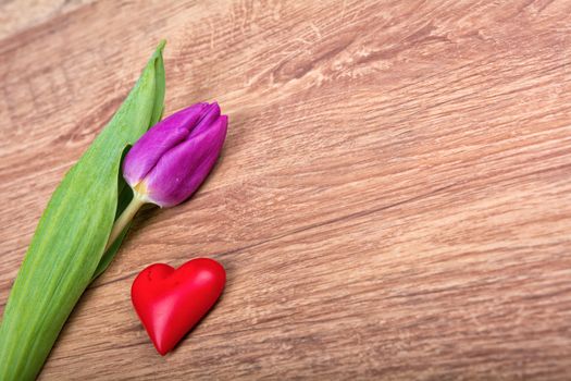 Violet tulip and red heart on a wooden background