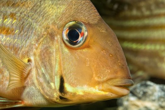 Detail of head of cichlid fish from geus Geophagus