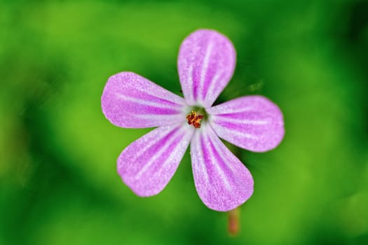 Macro of pink flower with nice blurred background