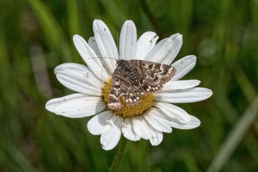 Brown butterfly sitting on a daisy flower