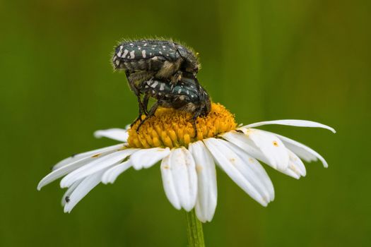 Two beetles sitting on a daisy flower