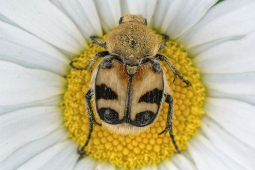 One colored beetle sitting on a daisy flower