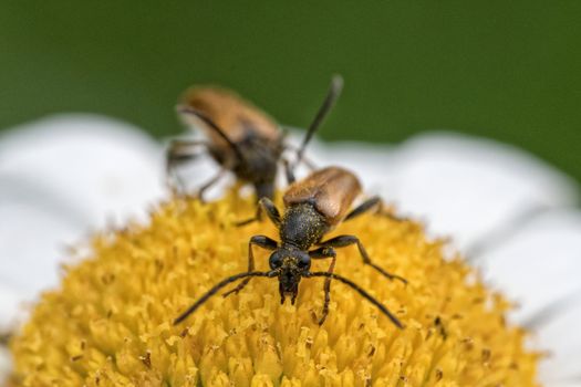 Two brown beetles sitting on a daisy flower