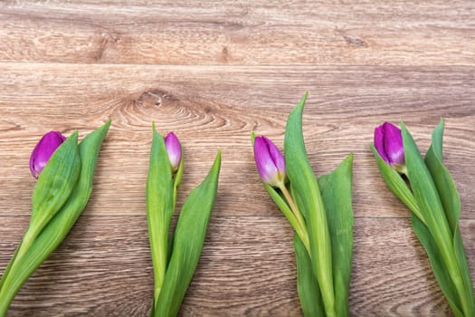 Violet tulips on a brown wooden background