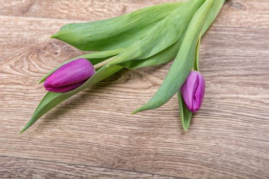 Violet tulips on a brown wooden background