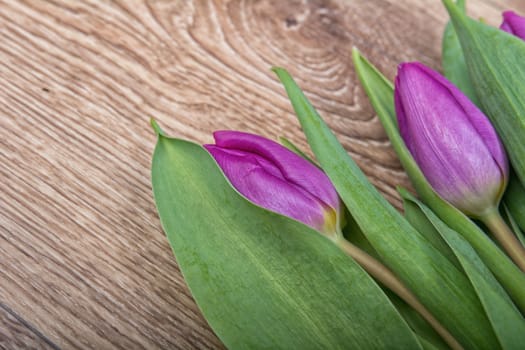 Violet tulips on a brown wooden background