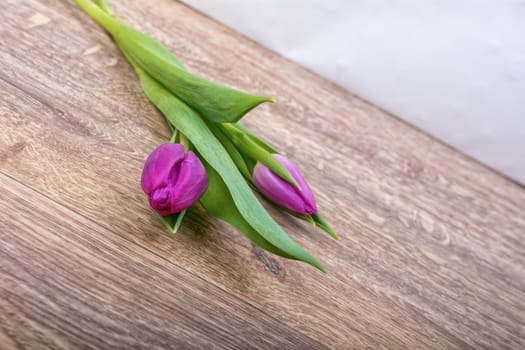 Violet tulips on a brown wooden background