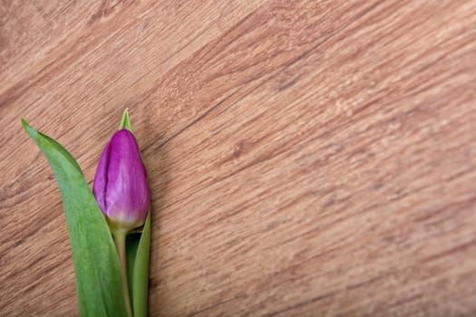 Violet tulip on a brown wooden background
