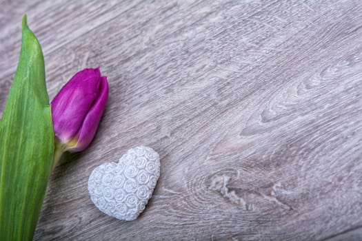 Violet tulip and white heart on a wooden background