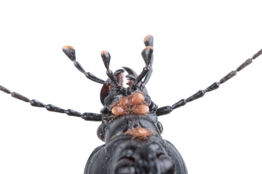 Detail of head of black beetle isolated on a white background