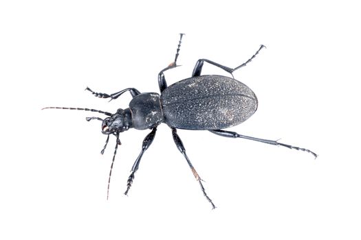 Black beetle isolated on a white background