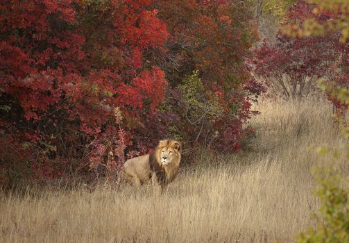 Adult lion in a familiar environment, emerging from the woods.