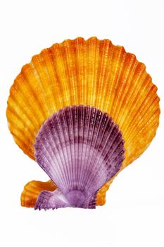 Colorful seashells of mollusk isolated on white background, close up