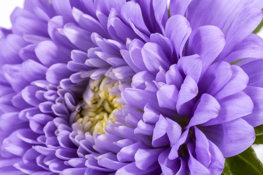 Single violet flower of aster isolated on white background, close up