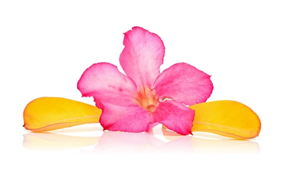 Pink azalea flowers and yellow leaf on a white background