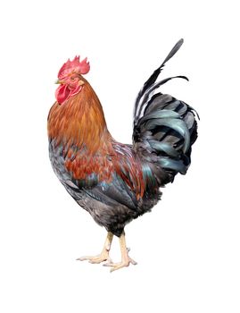 Colorful rooster with a luxurious tail in full growth, isolated on a white background, side view