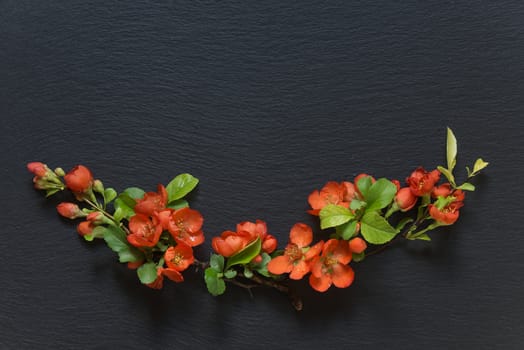 Japanese quince Chaenomeles branches with red flowers covered with water drops  lie on a background of black slate; flat lay, overhead view