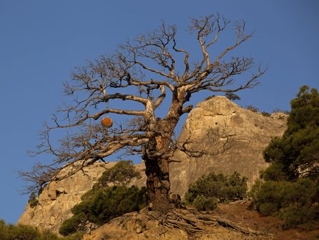 Most dry pine on the rocks at the edge of the cliff.