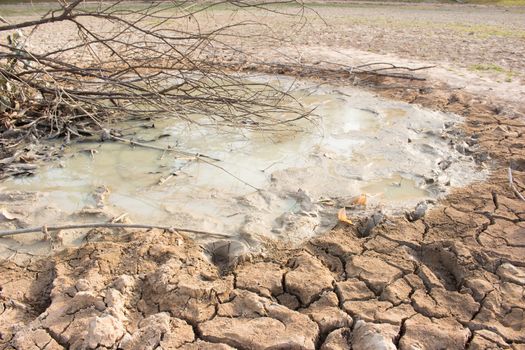 cracked land and fishes are living in insufficient water