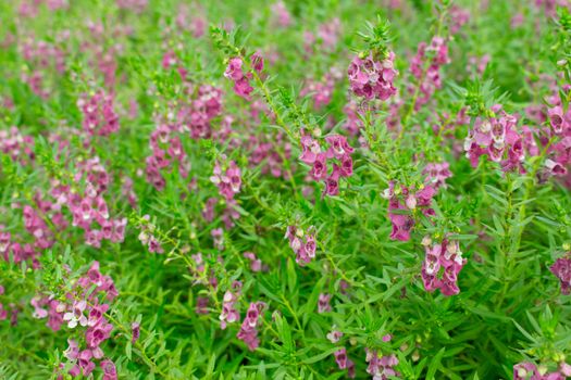 Purple flower, Angelonia goyazensis Benth garden