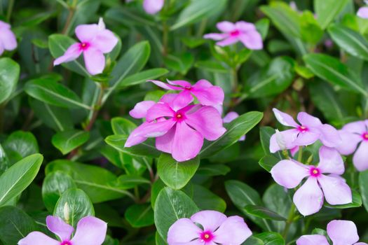 Madagascar or Periwinkle or Vinca flower, (Catharanthus roseus).