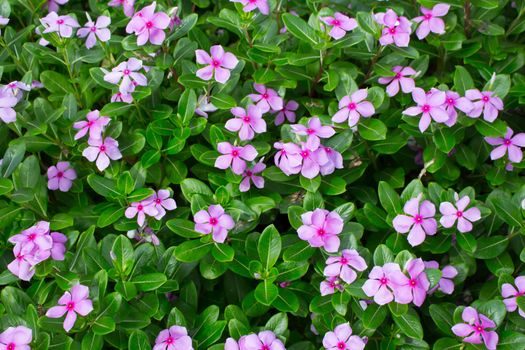 Madagascar or Periwinkle or Vinca flower, (Catharanthus roseus).