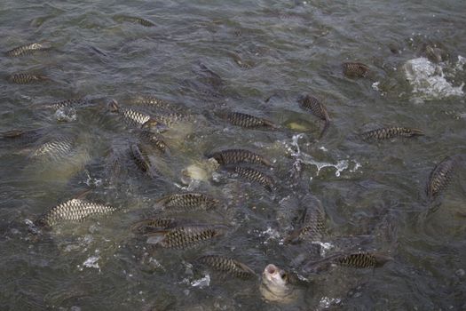 Java barb, Silver barb fish bustle eat feed in farm, Closeup scene