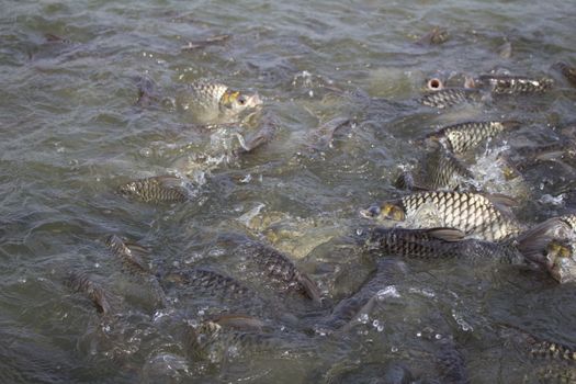 Java barb, Silver barb fish bustle eat feed in farm, Closeup scene