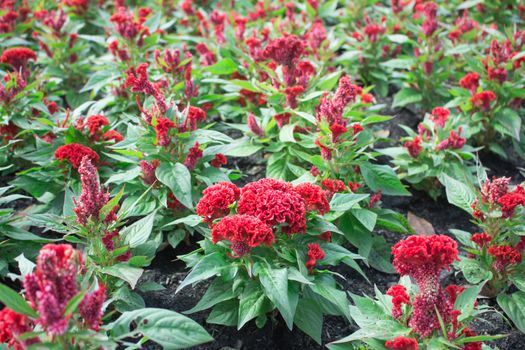 Cockscomb flower or Chinese Wool flower plant in a park