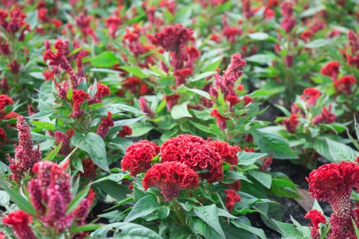 Cockscomb flower or Chinese Wool flower plant in a park