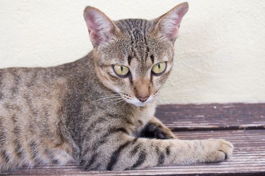 A tiger (tabby) cat relaxing at front yard