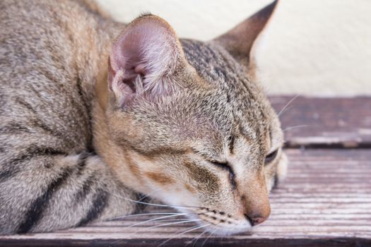 A tiger (tabby) cat relaxing at front yard