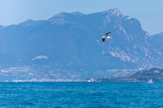 flying seagull on a background of mountainous island
