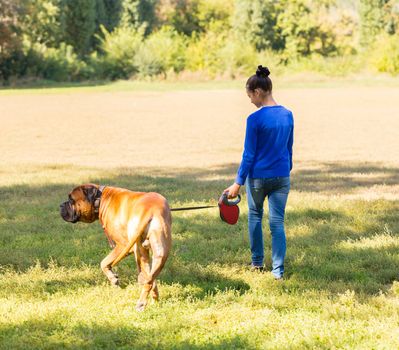 teen girl walking with the dog breed Bullmastiff in park