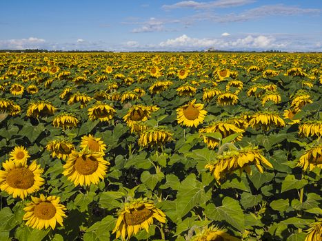 A huge field of sunflowers. Winnipeg. Canada.