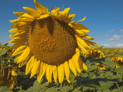 Large matured sunflower against the blue sky . Winnipeg. Canada.