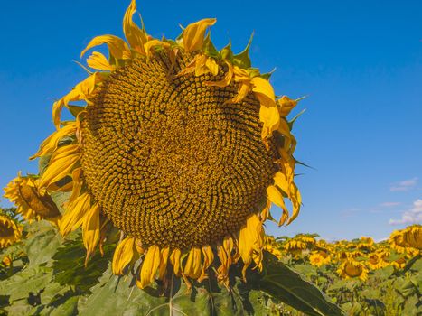 Large matured sunflower against the blue sky . Winnipeg. Canada.