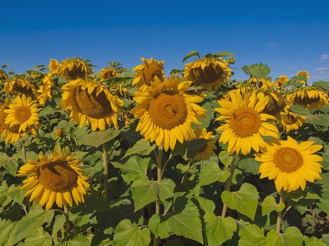 Sunflowers on blue sky background. Winnipeg. Canada.