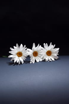 Three daisy flowers on dark background with free space