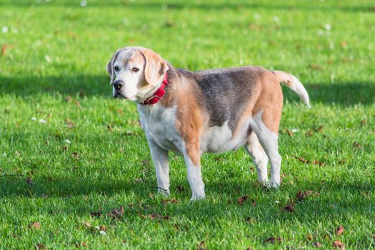 Young brown white dog on a green meadow