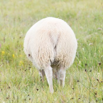 One grazing Icelandic sheep from back view