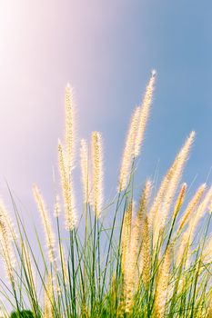 Imperata cylindrica Beauv of Feather grass in nature