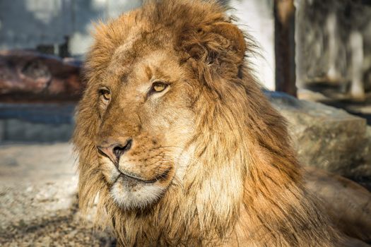 Close-up portrait of a male lion. Color image.