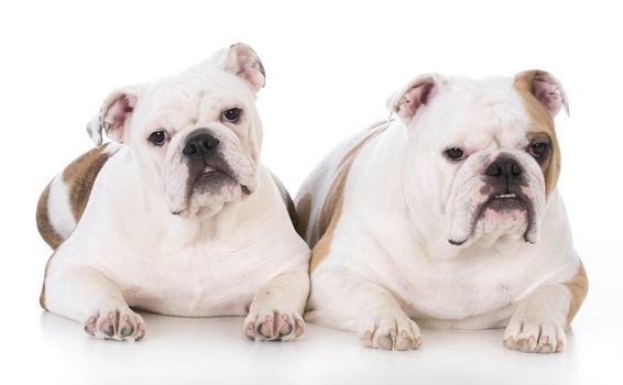 bulldog mother and daughter on white background