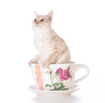 kitten in a teacup on white background
